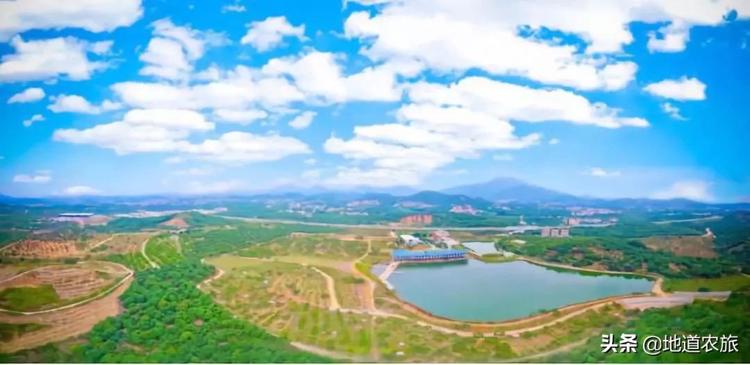 高州荔枝基地介绍,高州荔枝电力产业园