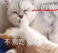 猫咪晚上睡觉太闹腾怎么办,猫咪晚上不睡觉一直闹腾怎么办