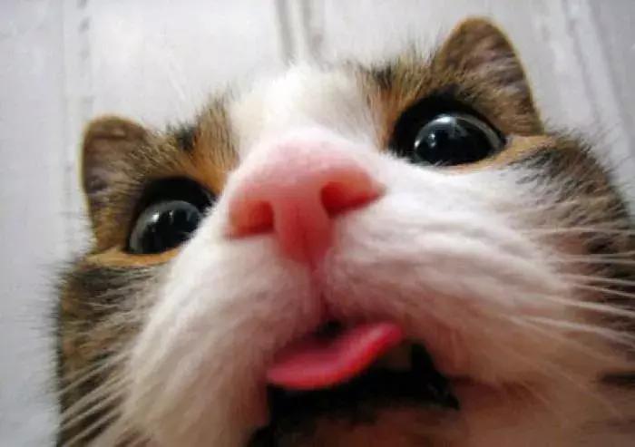 猫咪突然不爱吃猫粮了是怎么回事,猫咪突然不爱吃东西是什么原因