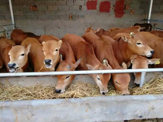 黄牛养殖技术视频播放,黄牛养殖技术书籍大全