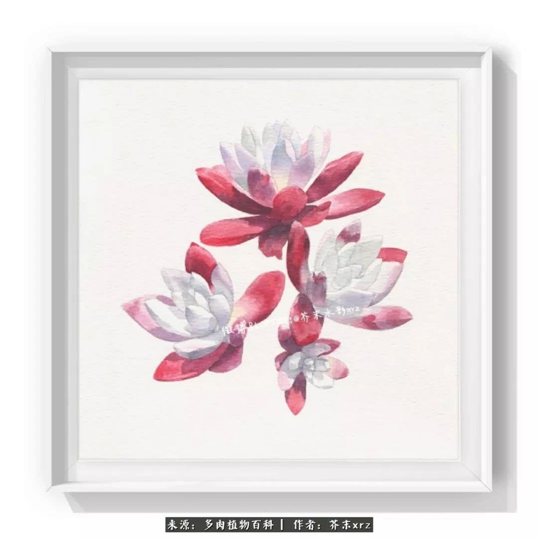 那个爱画多肉的小姑娘带着她的心头肉又来啦！