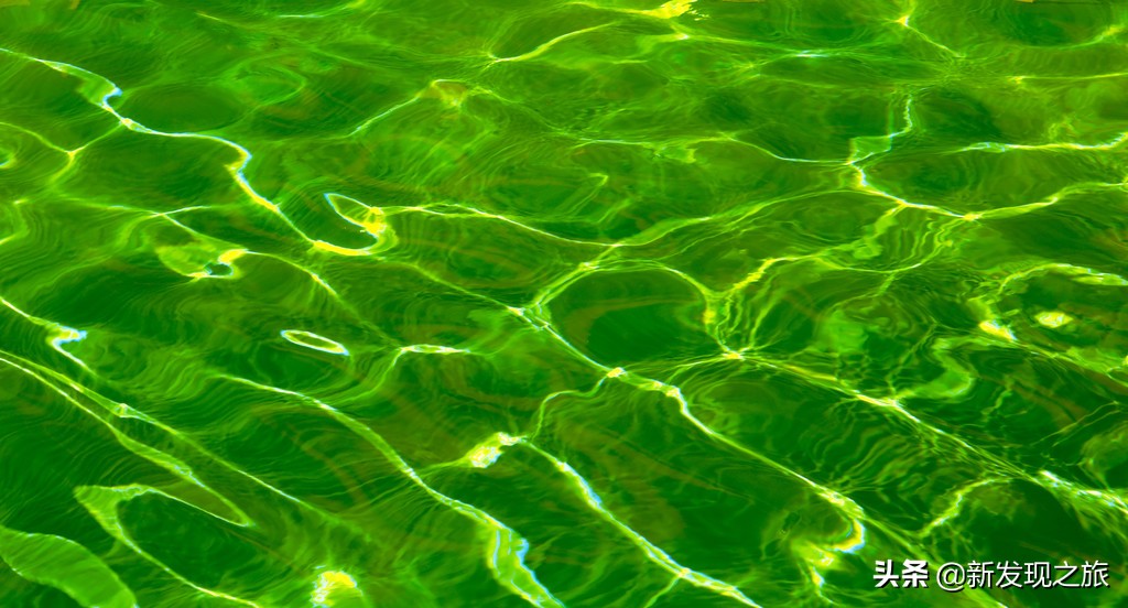 生物进化史最具代表的事件,生物进化史的意义