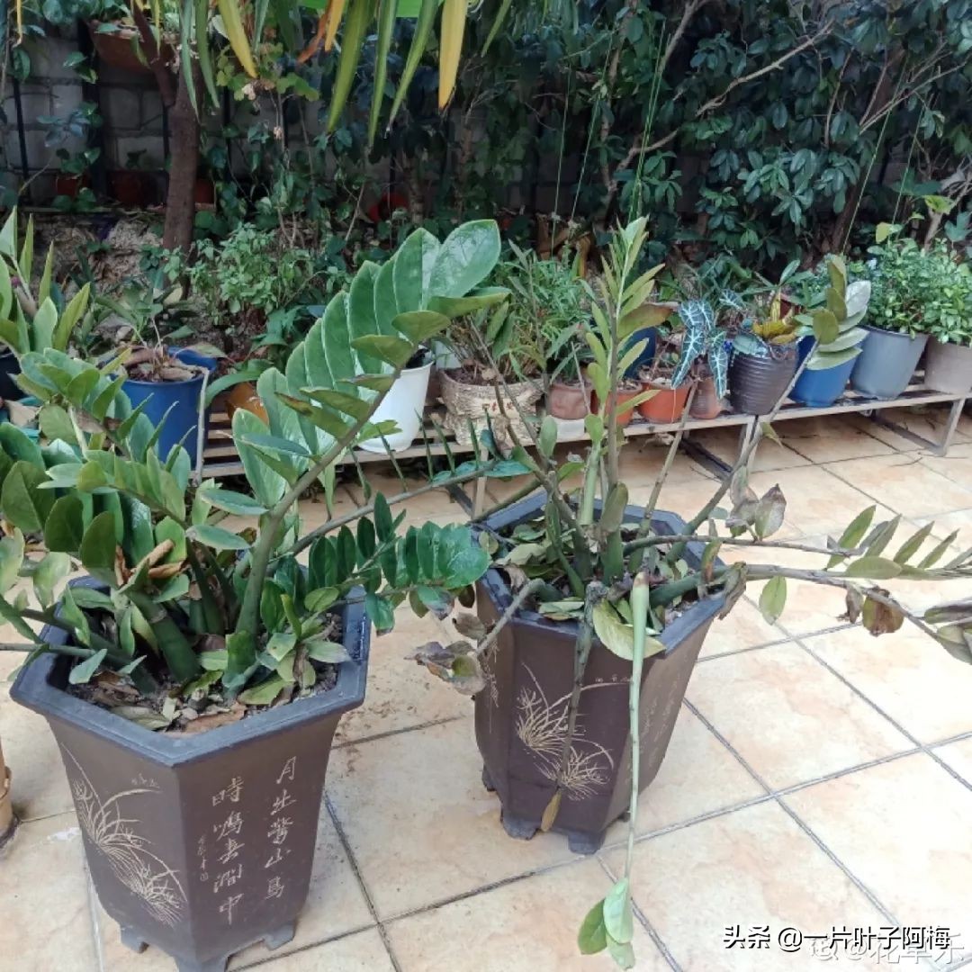 5个植物最招财,能开花又好养的植物又有寓意