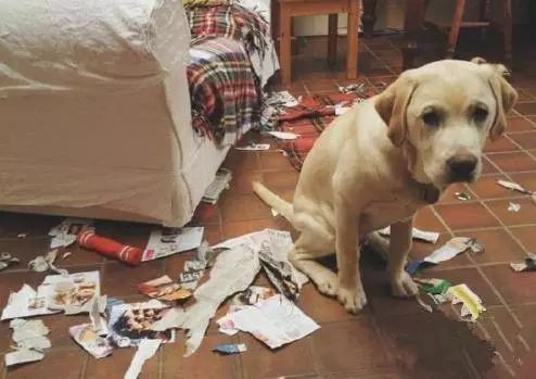 带猫做绝育猫会恨主人吗,女人带狗狗做绝育手术