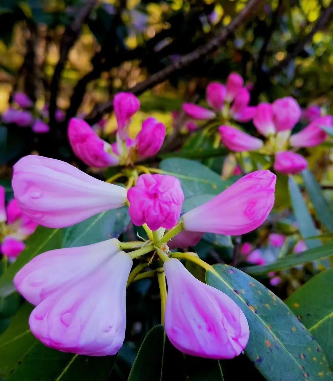 四姑娘山2020年11月份景色,四姑娘山2021年9月份景色