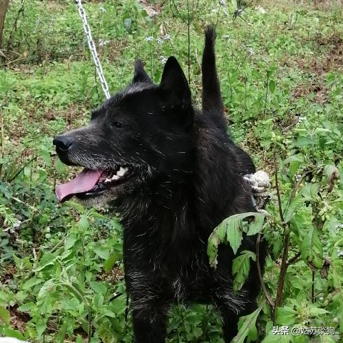 土狗为何只有中华田园犬这么贵,中华田园犬有多省钱