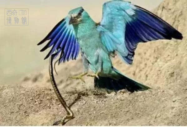 盘点古代十大剧毒,最常见的十种剧毒