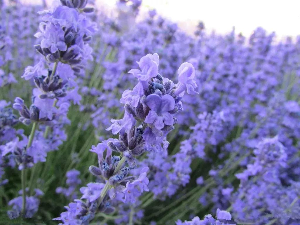 美哭了天津薰衣草花海盛放,美cry