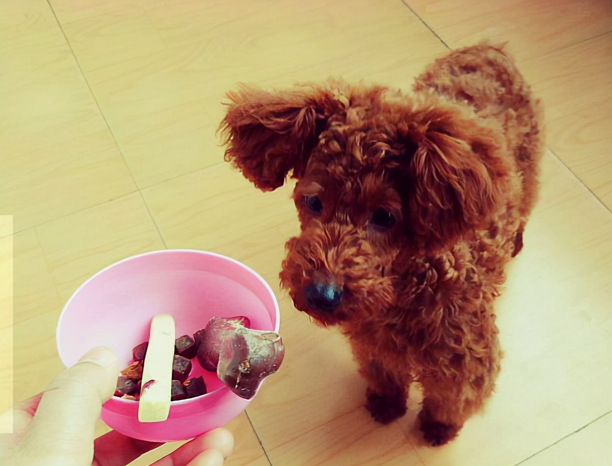 天冷了,饲养泰迪犬,主人要做好这几点