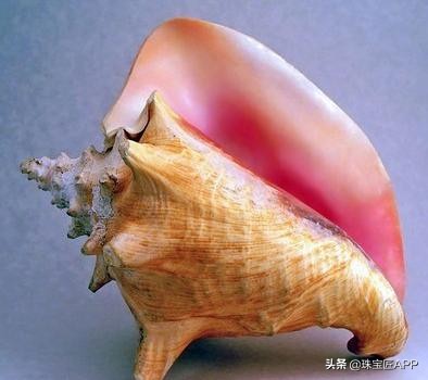 贝壳手工珠宝首饰,贝壳类珠宝首饰