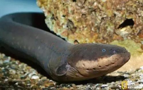 电鳗的电有多大,电鳗可以用自己的电力飞起来吗