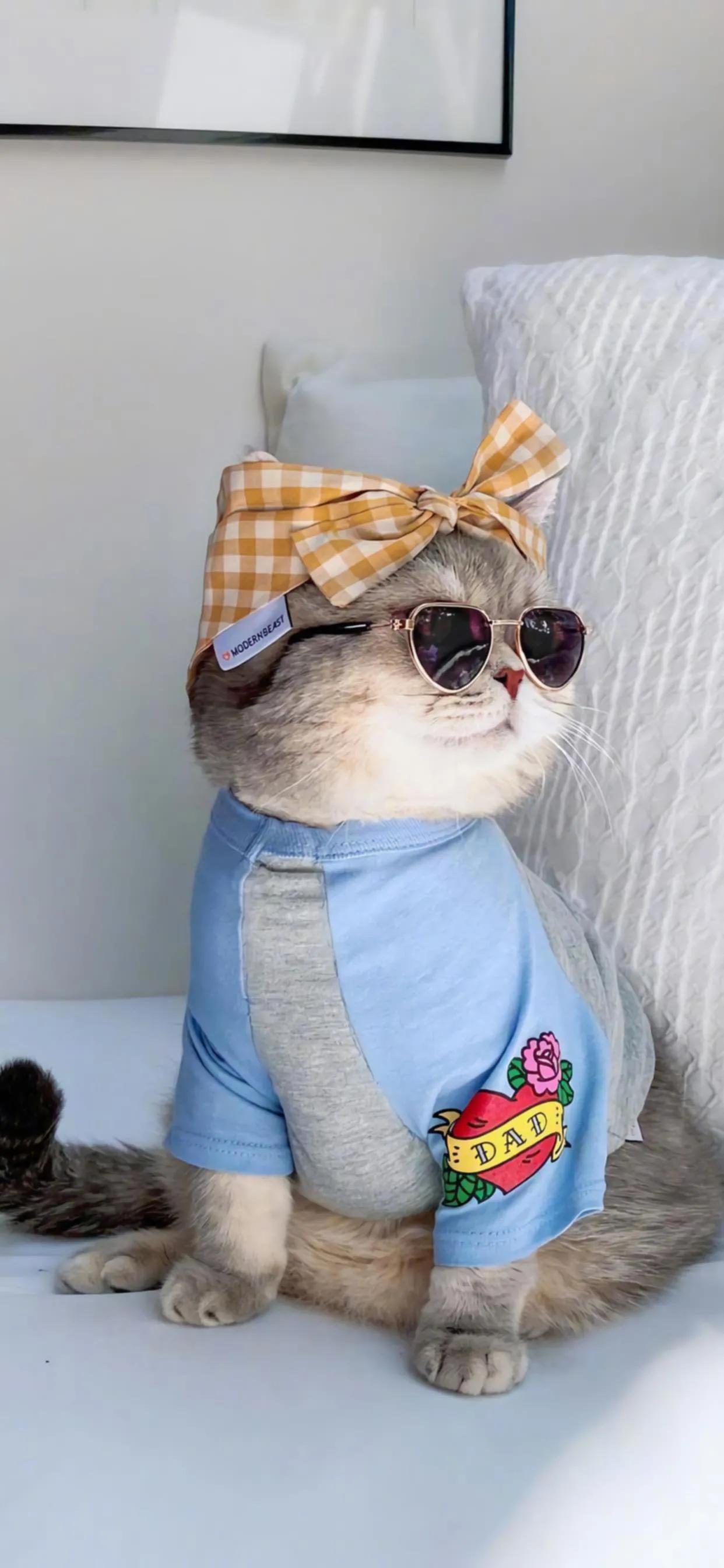 壁纸分享经典手机壁纸,手机壁纸好看的壁纸分享