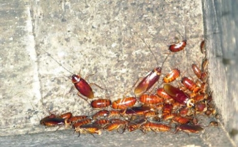 娱乐场所灭蟑螂上门服务,广州上门灭蟑螂电话号码