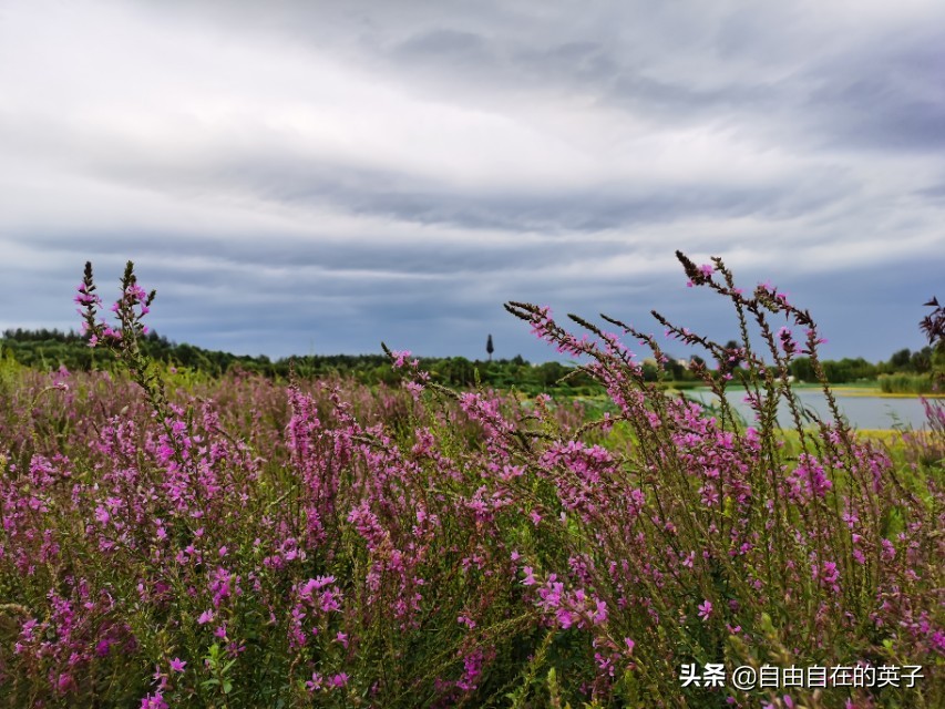南海子湿地公园攻略,南海子湿地公园分布图