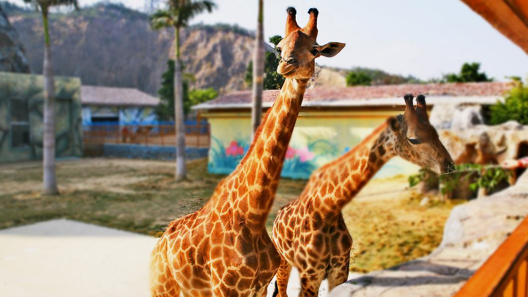 冬天去福清野生动物园,福建省福清永鸿野生动物园