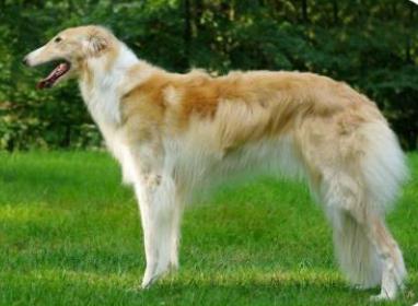 犬体表各部位识别实验报告,犬根据体型大小分类