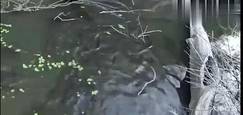 南美电鳗和亚马逊电鳗,亚马逊河发现一群电鳗