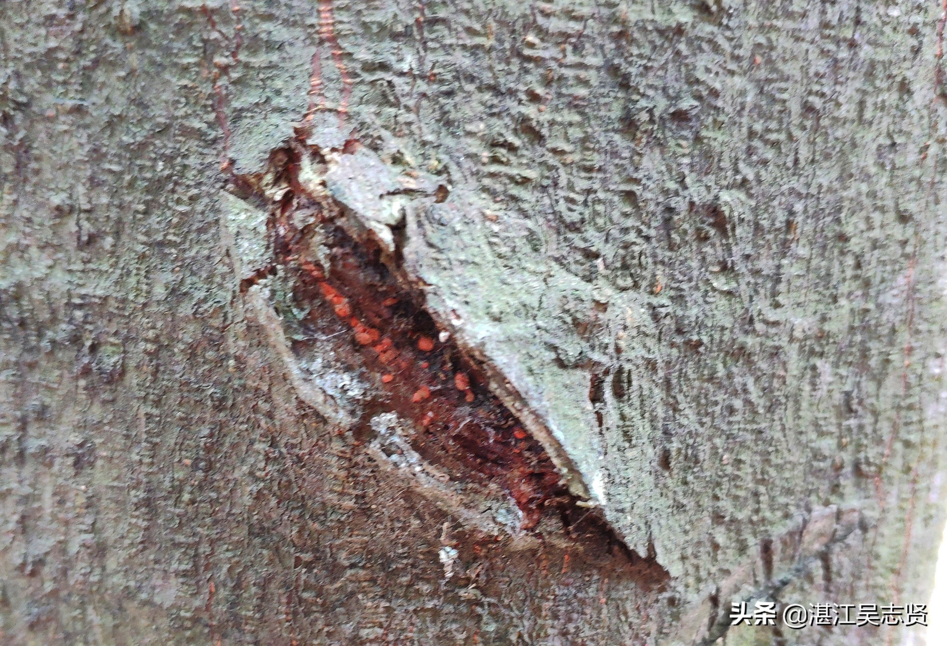 菠萝蜜在家里该怎么开,家里的菠萝蜜不结果