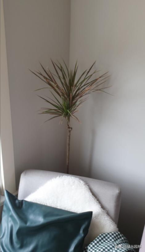 武汉养花技术哪里培训,北京养花小技巧