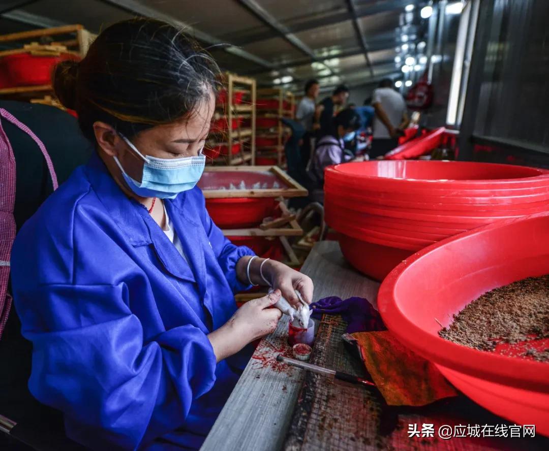 湖北应城：小小一只鼠，实现年创收千万元