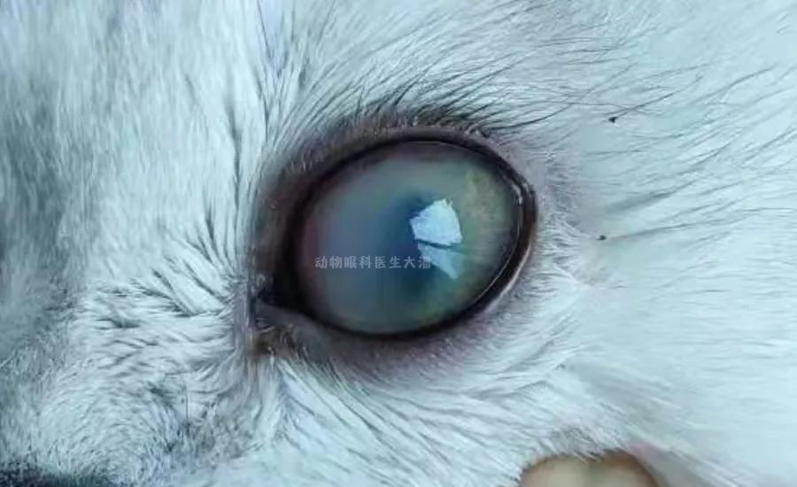 猫眼睛发红发紫是怎么回事,猫眼睛发白有眼屎怎么回事