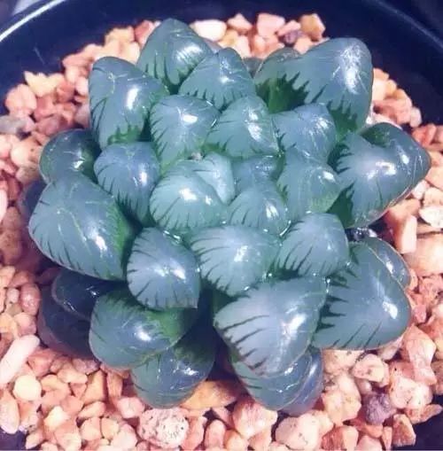 水晶的多肉植物有哪些品种,像水晶的多肉植物图片