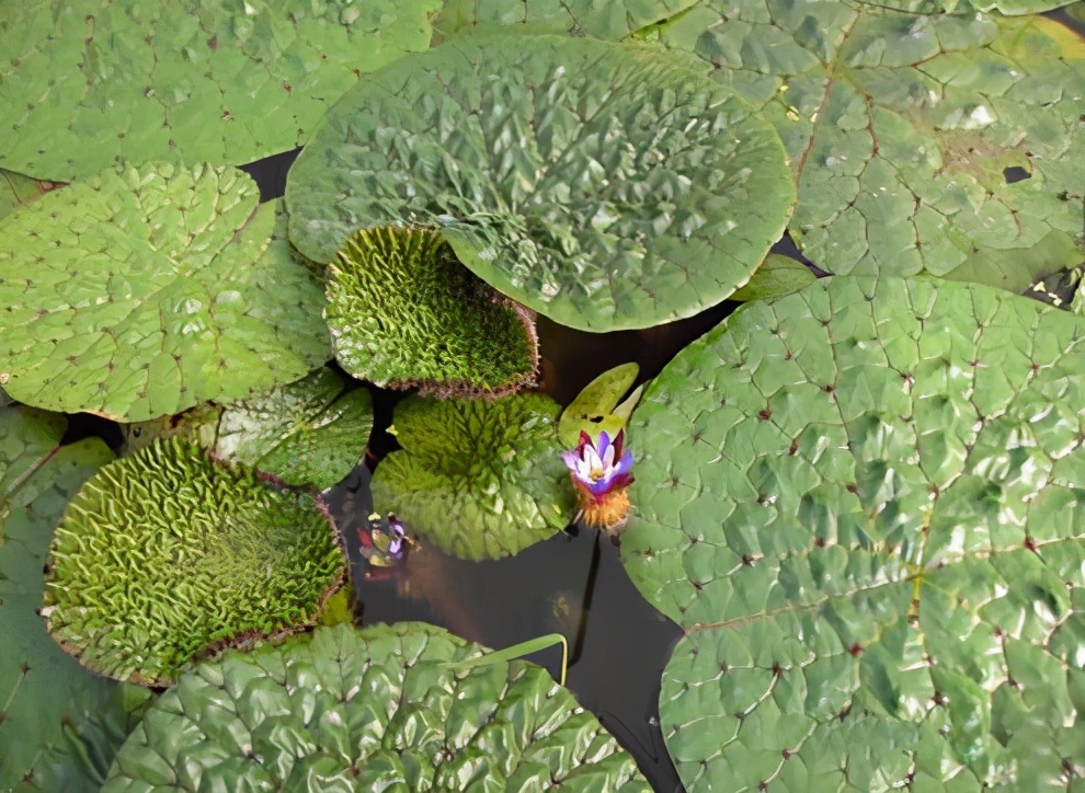 潮州市东凤镇芡实图片,潮州东凤镇新鲜芡实