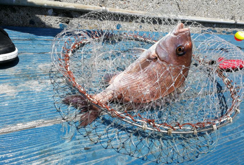 原神美食点评,江户前美食攻略