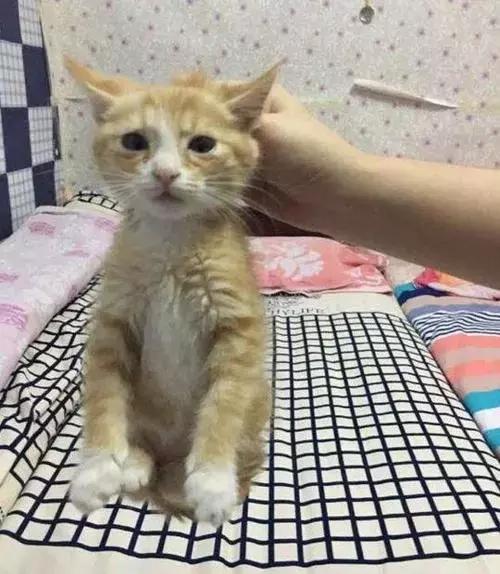 5种不同的抱猫姿势,女人抱猫睡觉的正确姿势