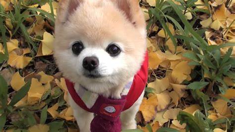 想养狗狗治愈自己这种心态要养吗,想养一只狗狗怎么准备