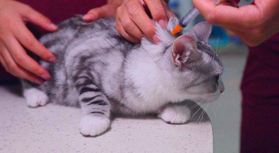 养猫花了1000万,两年时间养猫花了40万