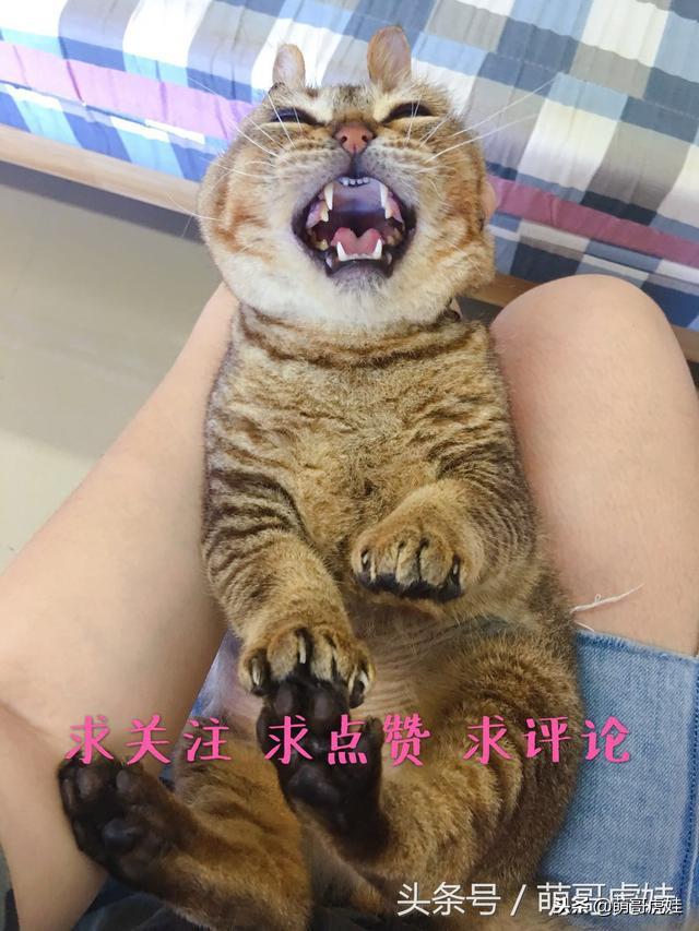 永远都长不大的小奶猫,永远长不大的茶杯小奶猫