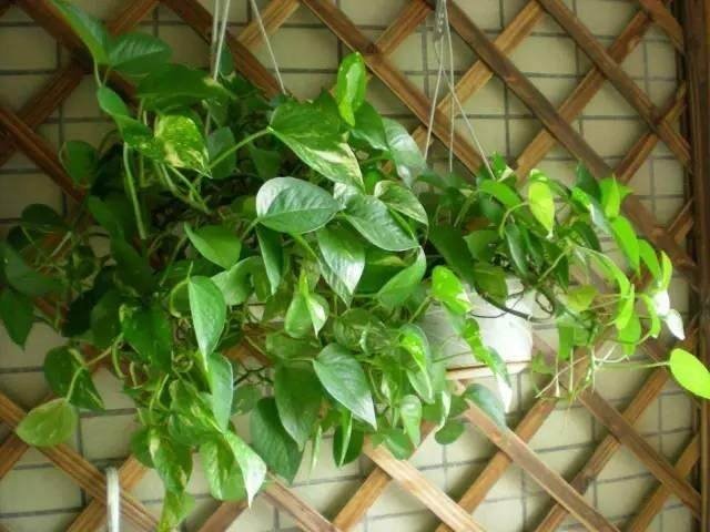 发财树的叶片能不能扦插盆栽,绿萝发财树怎么养才能更旺盛