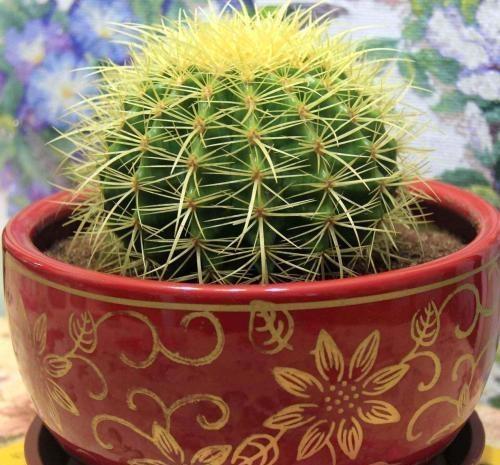 10种家里最旺宅的吉祥之花,10种最旺宅的吉祥之花