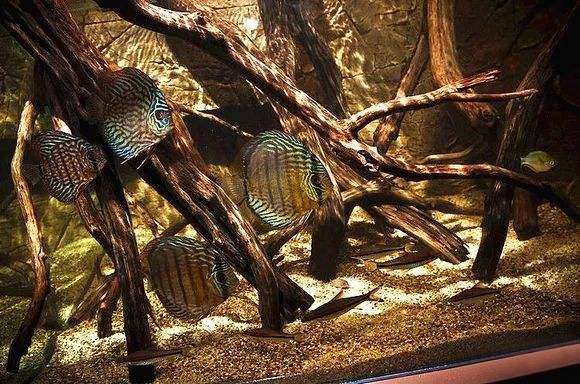 铺底砂养七彩神仙鱼造景,七彩神仙鱼缸造景效果图