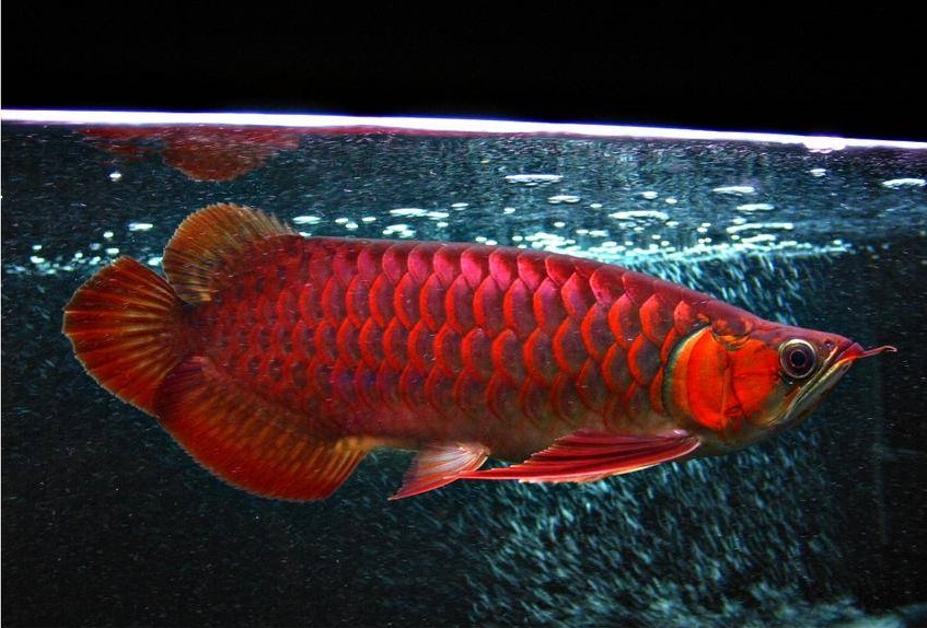 龙鱼断尾沉头的解决方法,龙鱼缩鳍掉尾