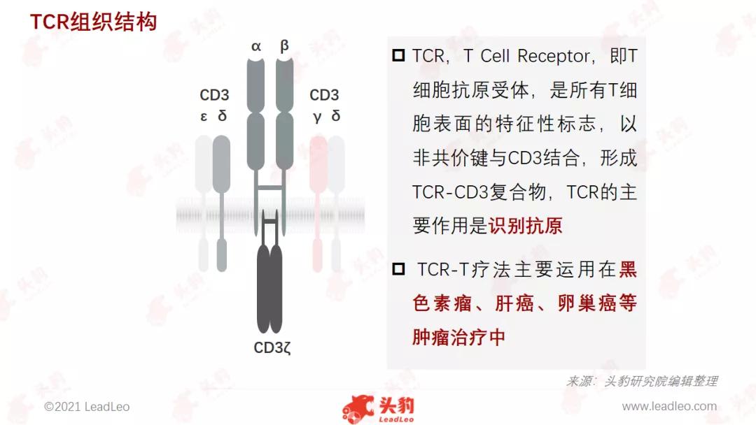 tcrt细胞疗法与cart区别,tcr-t疗法治疗肝癌