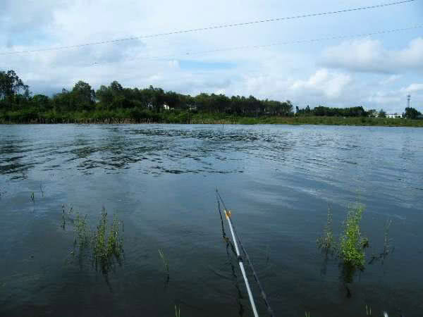 在两广地区，只要有此鱼存在的水域，钓鱼人断竿切线是常有的事