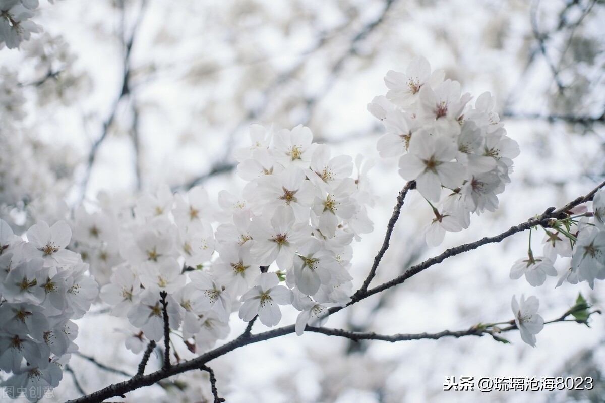 中国军事禁地风景区,玄武湖是中国最大的皇家园林湖