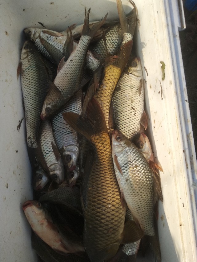 钓土鲮的正确方法与技巧,土鲮垂钓技巧及调漂