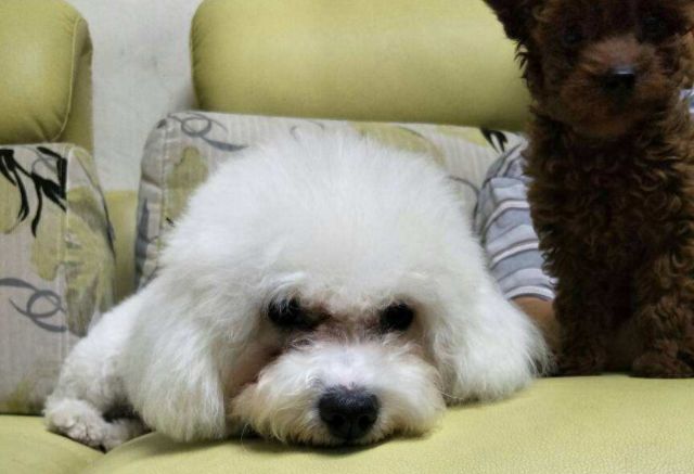 辟谣，爱宠泪痕重并非纯粹食物原因，主人需对症治疗五种特殊情况