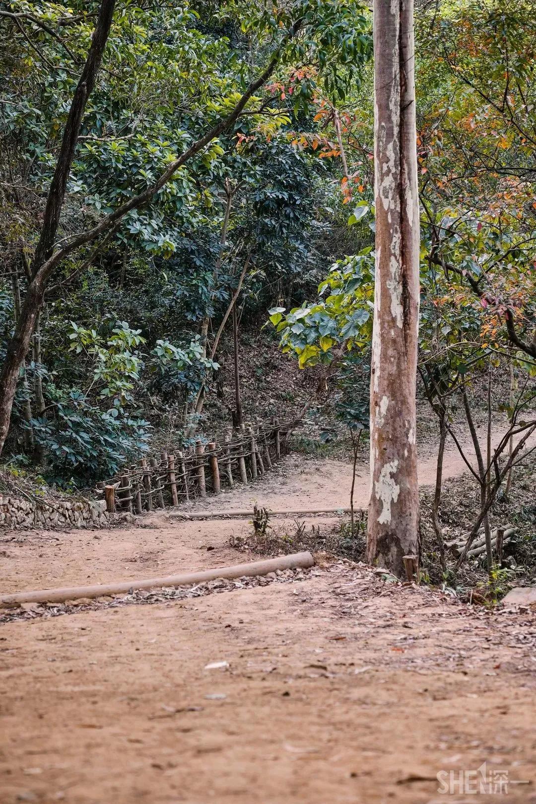 深圳首条手作“原始登山道”,人少好爬景色超美…过年去哪不用愁