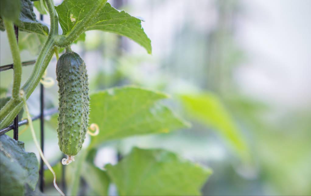 一亩地平均一年能赚多少钱,农业一亩地能赚多少