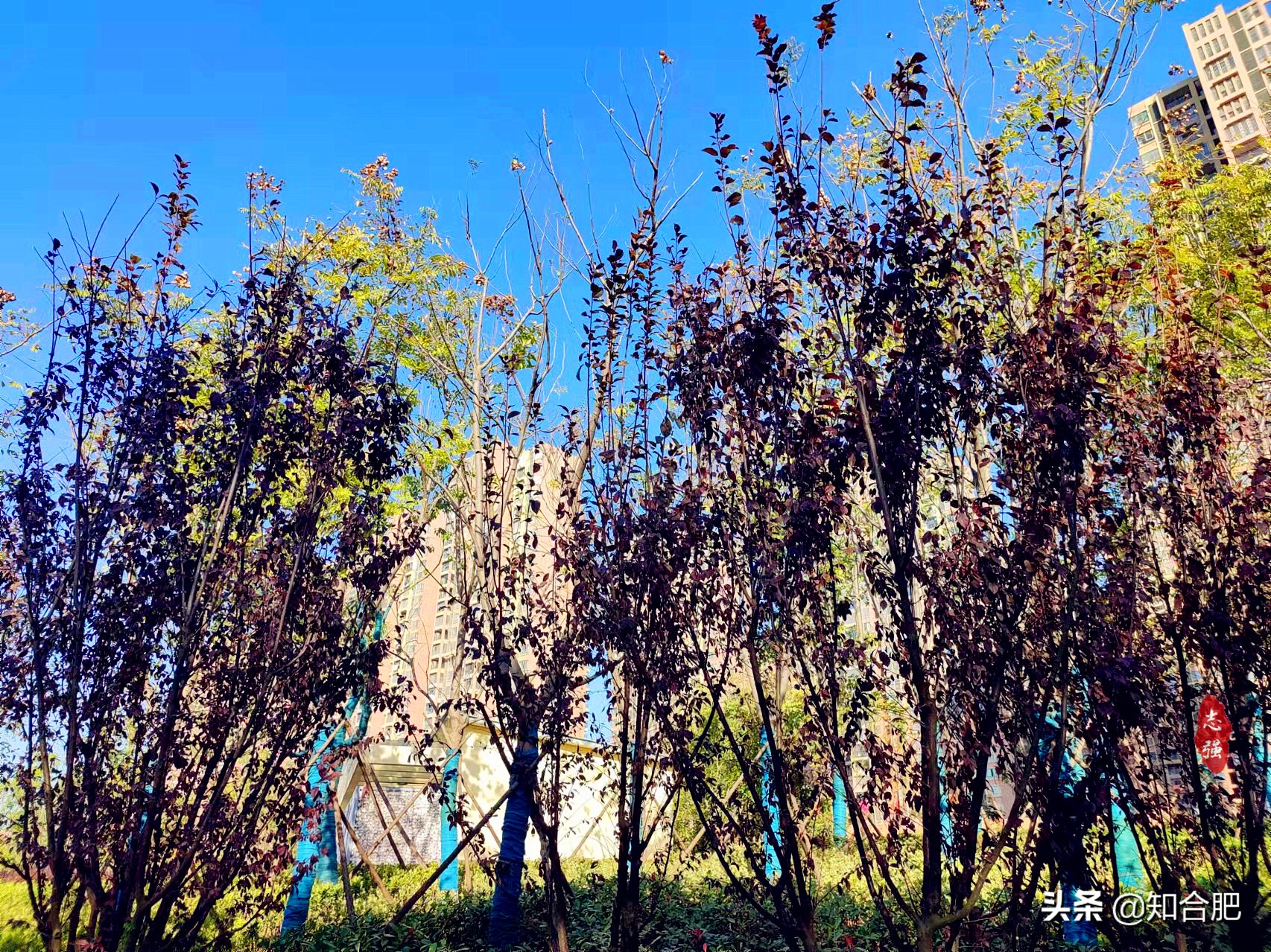 秋天合肥最合适旅游的地方,合肥赏秋景有什么地方可以玩