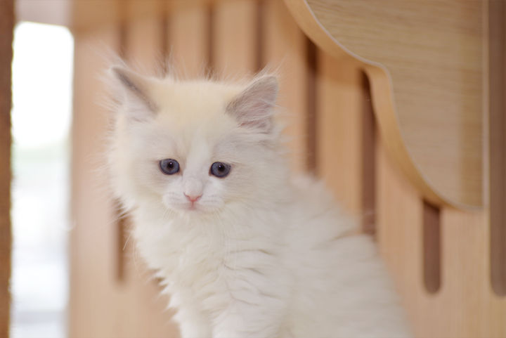 欧美风宠物店,温馨明亮的宠物店风格