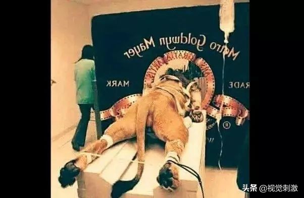 世界十大造假照片,100张自然照片造假