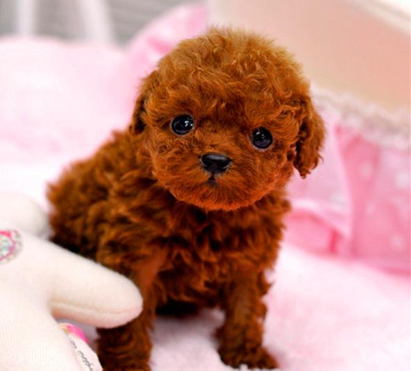 泰迪2个月吃什么,泰迪2个月吃什么鱼油