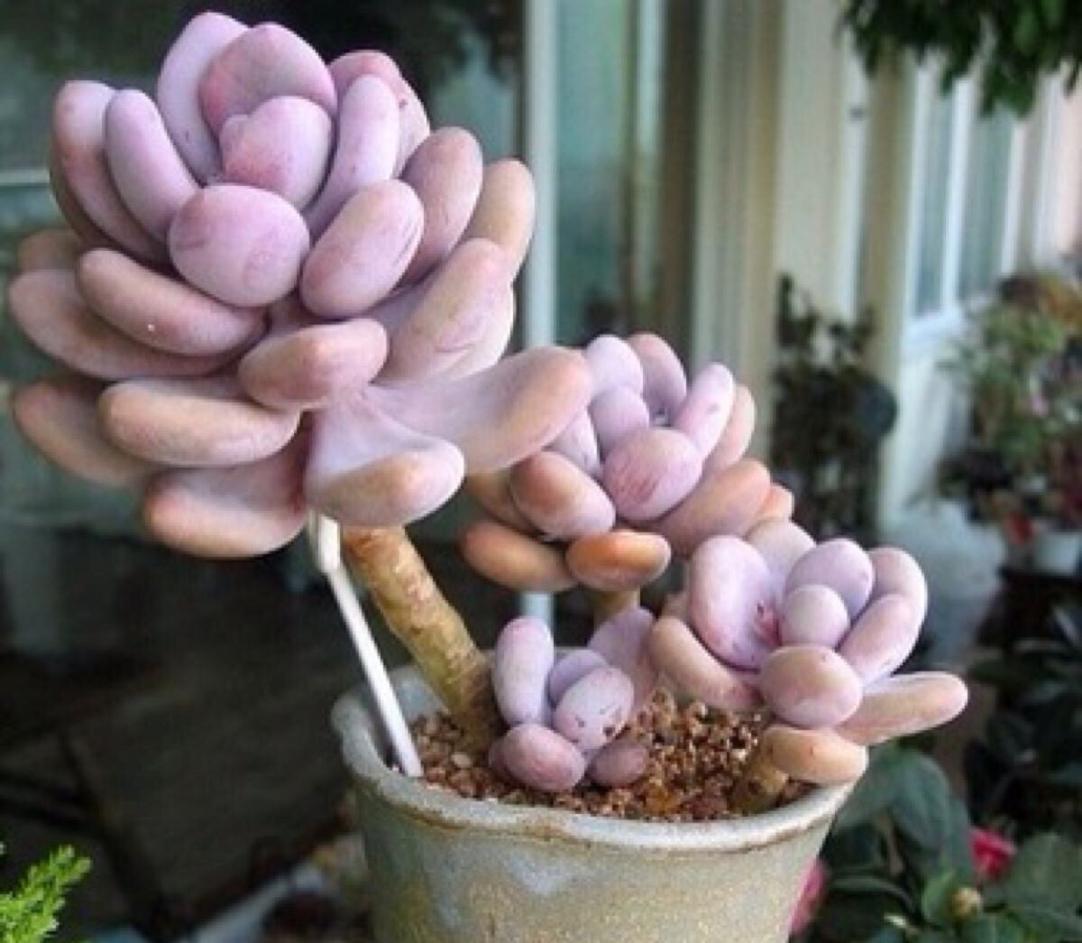 夏天怎么养多肉才能养好,夏天如何养多肉植物视频