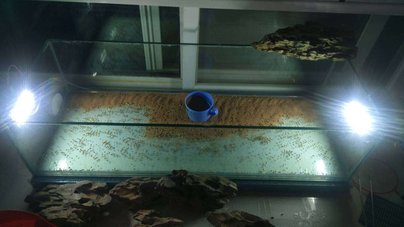 沼泽过滤鱼缸怎么开缸,沼泽缸开缸教程