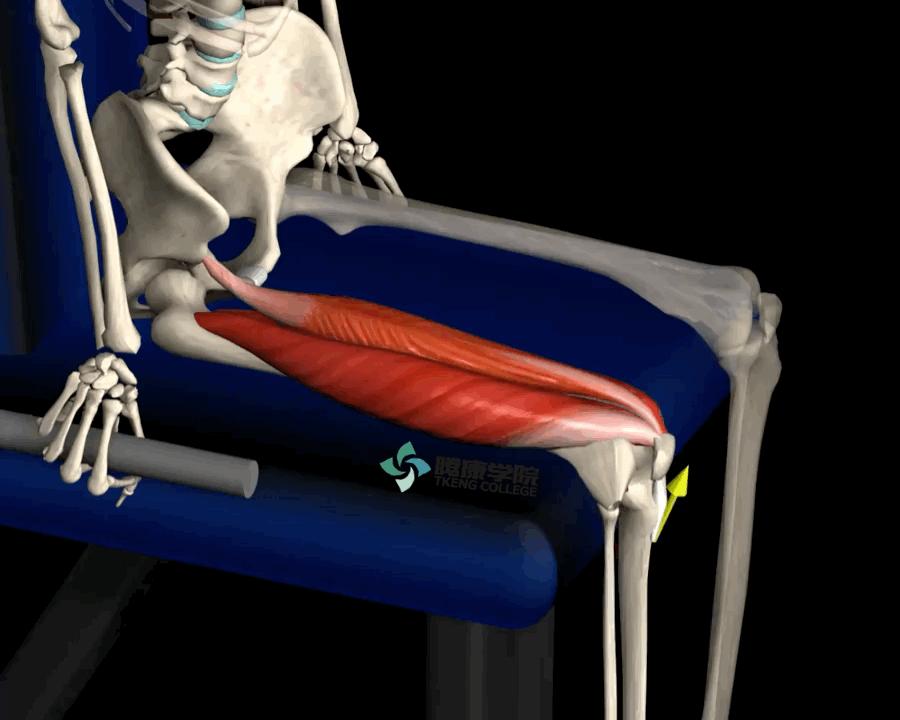 老年人蹲马步的正确方法,老年人膝盖疼蹲不下去怎么锻炼